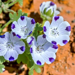 Five Spot Flower Seeds – Nemophila maculata – 80 Seeds – Purple Spotted Blooms – Annual Wildflower - Image 3