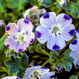 Five Spot Flower Seeds – Nemophila maculata – 80 Seeds – Purple Spotted Blooms – Annual Wildflower - Image 4