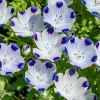 Five Spot Flower Seeds – Nemophila maculata – 80 Seeds – Purple Spotted Blooms – Annual Wildflower - Image 1