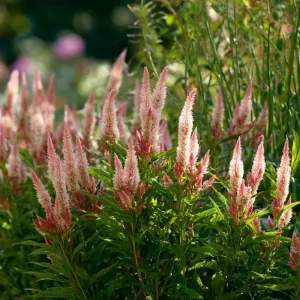 Flamingo Feather Celosia Seeds - Soft Pink Plume Flowers, 50 Seeds, Annual - Image 2