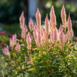 Flamingo Feather Celosia Seeds - Soft Pink Plume Flowers, 50 Seeds, Annual - Image 3