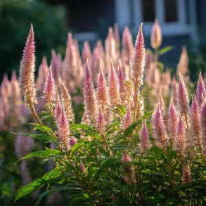 Flamingo Feather Celosia Seeds - Soft Pink Plume Flowers, 50 Seeds, Annual - Image 1
