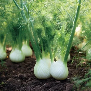Florence Fennel Seeds – Heirloom Bulbing Finocchio – 200 Seeds for Planting - Image 3