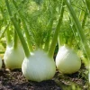 Florence Fennel Seeds – Heirloom Bulbing Finocchio – 200 Seeds for Planting - Image 1