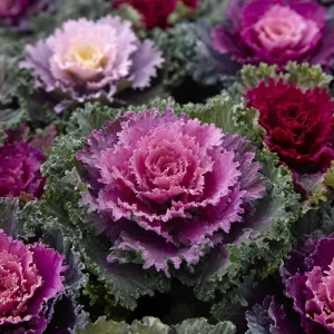 Flowering Kale Ornamental Cabbage Seeds Mix - 25 Seeds Pink, Red, White - Image 2