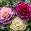Flowering Kale Ornamental Cabbage Seeds Mix - 25 Seeds Pink, Red, White - Image 1