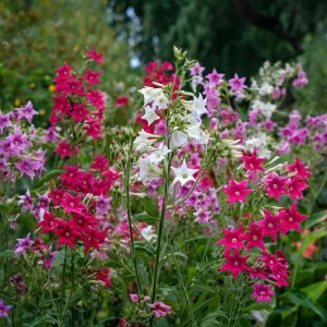 Flowering Tobacco Seeds Mix - Fragrant Nicotiana Alata - 500 Seeds - Vibrant Colors - Image 2