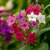 Flowering Tobacco Seeds Mix - Fragrant Nicotiana Alata - 500 Seeds - Vibrant Colors - Image 1