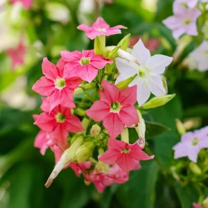 Flowering Tobacco Seeds Mix - Fragrant Nicotiana Alata - 500 Seeds - Vibrant Colors - Image 3