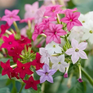 Flowering Tobacco Seeds Mix - Fragrant Nicotiana Alata - 500 Seeds - Vibrant Colors - Image 4