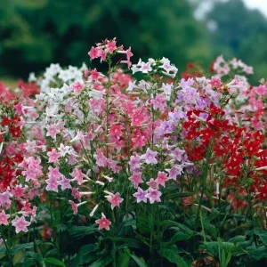 Flowering Tobacco Seeds Mix - Fragrant Nicotiana Alata - 500 Seeds - Vibrant Colors - Image 5