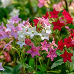 Flowering Tobacco Seeds Mix - Fragrant Nicotiana Alata - 500 Seeds - Vibrant Colors - Image 6