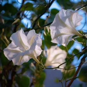 Fragrant Moon Vine Seeds - 15 Count, Night Blooming White Flowers - Image 2