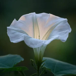 Fragrant Moon Vine Seeds - 15 Count, Night Blooming White Flowers - Image 3