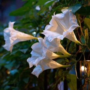 Fragrant Moon Vine Seeds - 15 Count, Night Blooming White Flowers - Image 4
