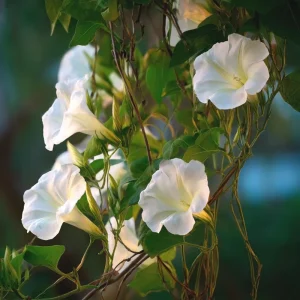 Fragrant Moon Vine Seeds - 15 Count, Night Blooming White Flowers - Image 7