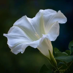 Fragrant Moon Vine Seeds - 15 Count, Night Blooming White Flowers - Image 8
