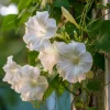 Fragrant Moon Vine Seeds - 15 Count, Night Blooming White Flowers - Image 1