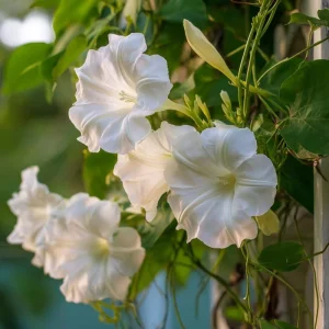 Fragrant Moon Vine Seeds - 15 Count, Night Blooming White Flowers - Image 1