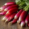 French Breakfast Radish Seeds - 250 Count Heirloom Radishes for Spring & Fall - Image 1