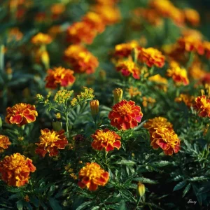 French Marigold Seeds - Tagetes Patula - Vibrant Gold, Orange, Red Blooms - 300 Seeds - Image 2