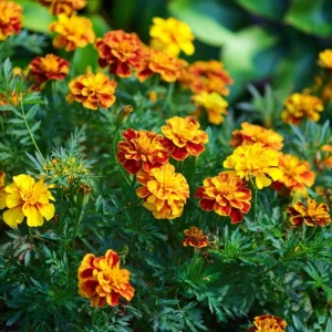 French Marigold Seeds - Tagetes Patula - Vibrant Gold, Orange, Red Blooms - 300 Seeds - Image 3