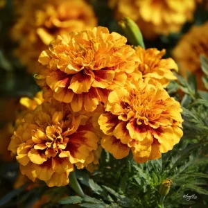 French Marigold Seeds - Tagetes Patula - Vibrant Gold, Orange, Red Blooms - 300 Seeds - Image 4