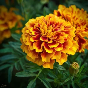 French Marigold Seeds - Tagetes Patula - Vibrant Gold, Orange, Red Blooms - 300 Seeds - Image 5