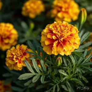 French Marigold Seeds - Tagetes Patula - Vibrant Gold, Orange, Red Blooms - 300 Seeds - Image 6