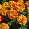 French Marigold Seeds - Tagetes Patula - Vibrant Gold, Orange, Red Blooms - 300 Seeds - Image 1