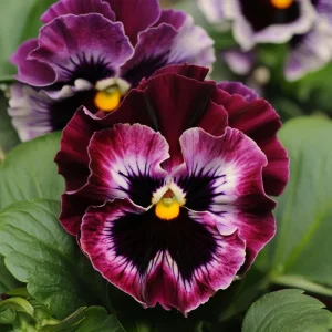 Frizzle Sizzle Raspberry Pansy Seeds - Ruffled Viola - 25 Seeds - Outdoor - Image 2