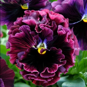 Frizzle Sizzle Raspberry Pansy Seeds - Ruffled Viola - 25 Seeds - Outdoor - Image 3