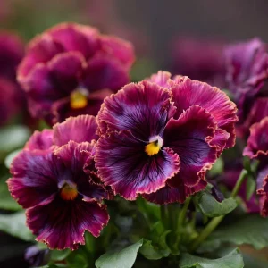 Frizzle Sizzle Raspberry Pansy Seeds - Ruffled Viola - 25 Seeds - Outdoor - Image 4