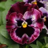Frizzle Sizzle Raspberry Pansy Seeds - Ruffled Viola - 25 Seeds - Outdoor - Image 1