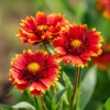 Gaillardia Aristata Seeds - Blanket Flower, Red & Yellow Blooms, 200 Seeds - Image 1
