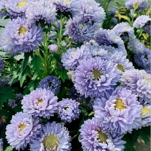 Gala Blue Aster Seeds - 25 Count - Rich Blue-Purple Blooms for Gardens - Image 2