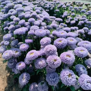 Gala Blue Aster Seeds - 25 Count - Rich Blue-Purple Blooms for Gardens - Image 1