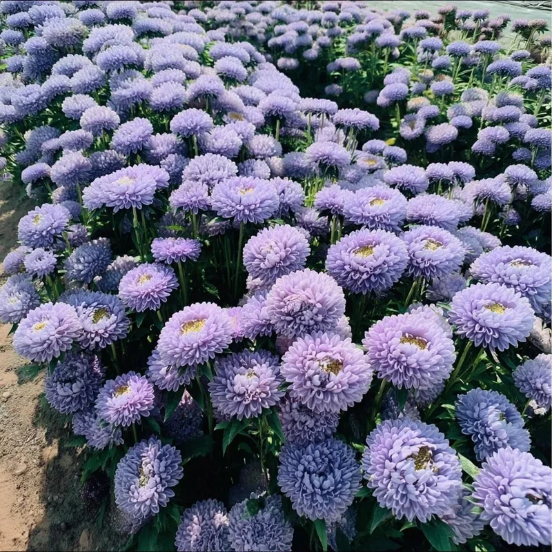 Gala Blue Aster Seeds - 25 Count - Rich Blue-Purple Blooms for Gardens - Image 1