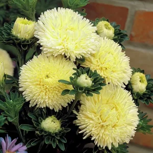 Gala Shiny Yellow Aster Seeds - 25 Yellow Callistephus Chinensis Flower Seeds for Outdoor - Image 2