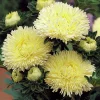 Gala Shiny Yellow Aster Seeds - 25 Yellow Callistephus Chinensis Flower Seeds for Outdoor - Image 1