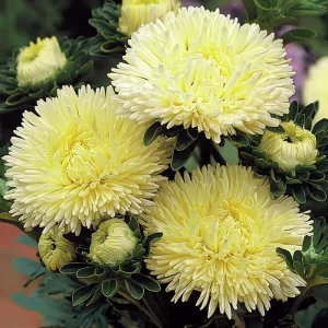 Gala Shiny Yellow Aster Seeds - 25 Yellow Callistephus Chinensis Flower Seeds for Outdoor - Image 1