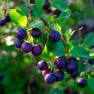 Garden Huckleberry Seeds - 50 Productive Berry Plants for Cooking & Preserves - Image 2