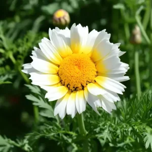 Garland Daisy Seeds - 500 Heirloom Chrysanthemum coronarium Annual Yellow Flowers - Image 2