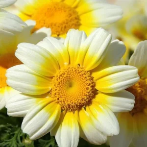 Garland Daisy Seeds - 500 Heirloom Chrysanthemum coronarium Annual Yellow Flowers - Image 3