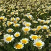 Garland Daisy Seeds - 500 Heirloom Chrysanthemum coronarium Annual Yellow Flowers - Image 1