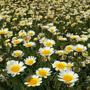 Garland Daisy Seeds - 500 Heirloom Chrysanthemum coronarium Annual Yellow Flowers - Image 1