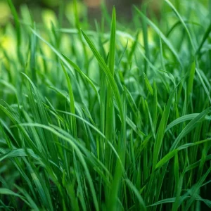 Garlic Chives Seeds - Allium tuberosum - 200 Seeds - Flavorful Perennial Herb for Culinary & Garden Use - Image 2