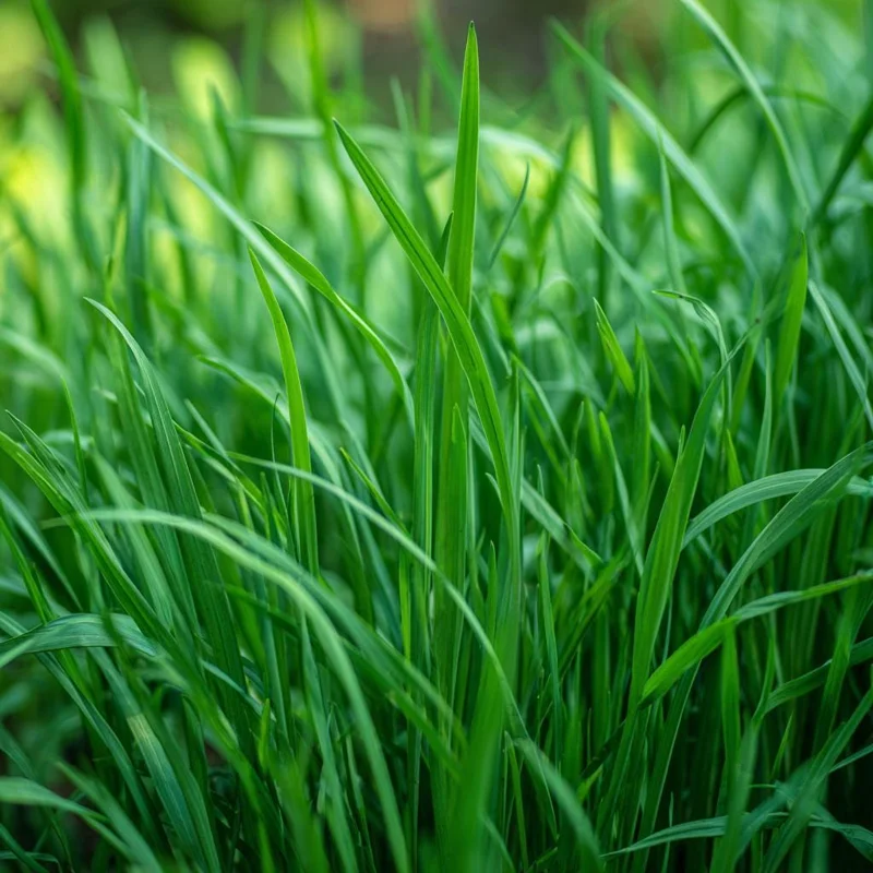 Garlic Chives Seeds - Allium tuberosum - 200 Seeds - Flavorful Perennial Herb for Culinary & Garden Use - Image 2
