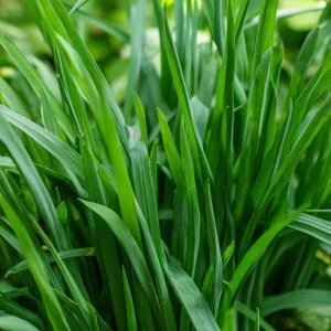 Garlic Chives Seeds - Allium tuberosum - 200 Seeds - Flavorful Perennial Herb for Culinary & Garden Use - Image 3