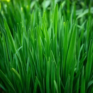 Garlic Chives Seeds - Allium tuberosum - 200 Seeds - Flavorful Perennial Herb for Culinary & Garden Use - Image 1